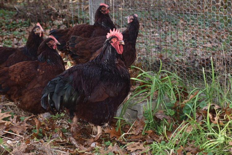 Why Do Roosters Crow All Day?